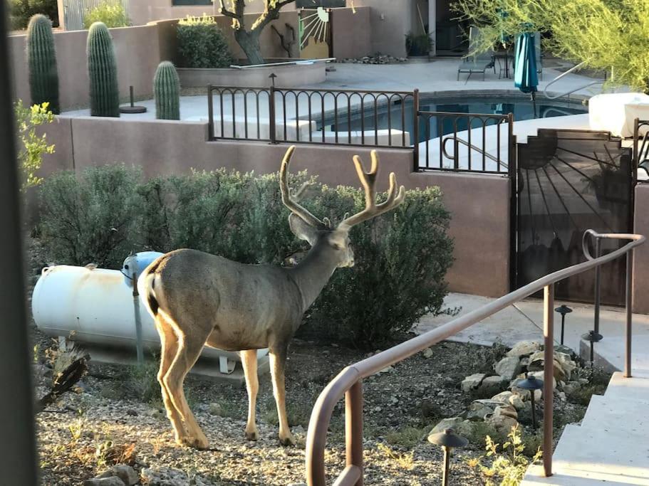 Tucson Mnt Foothills Saguaro Bliss Villa ภายนอก รูปภาพ