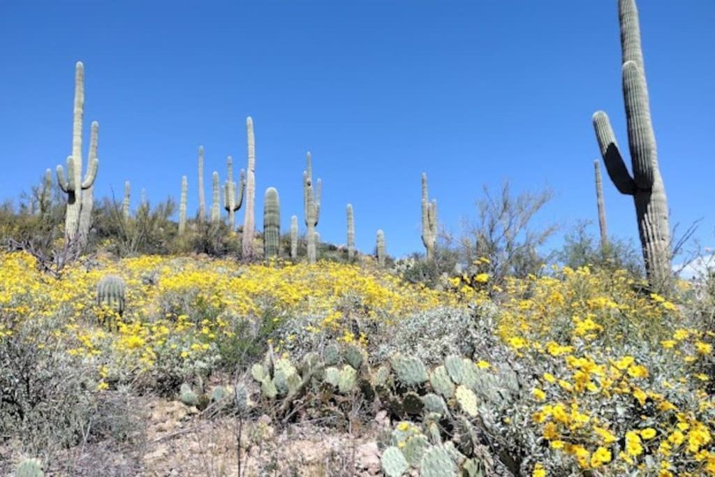 Tucson Mnt Foothills Saguaro Bliss Villa ภายนอก รูปภาพ